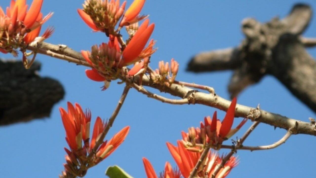 Coral Tree Plant Meaning