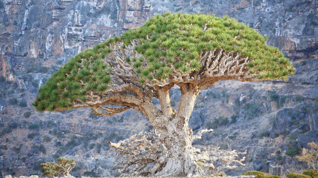 Dragon Blood Tree Dracaena Cinnabari Species Details Facts Pictures More News Bugz