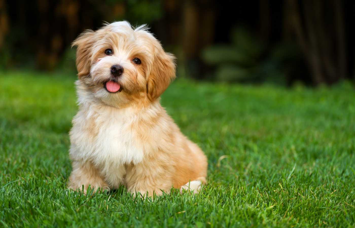 Havanese Dog Breed: Details, Cost, Origin, Facts, Images & More - News Bugz