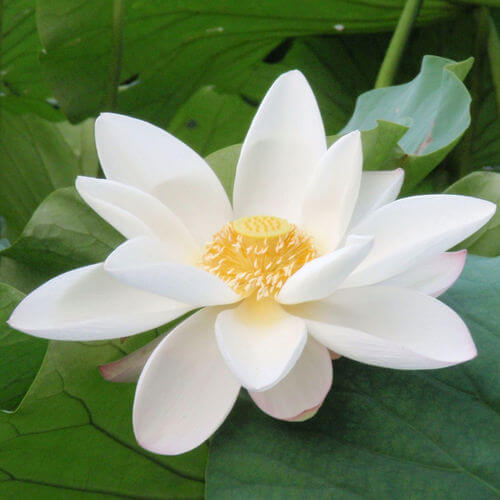 Kailaasa National  Flower Lotus