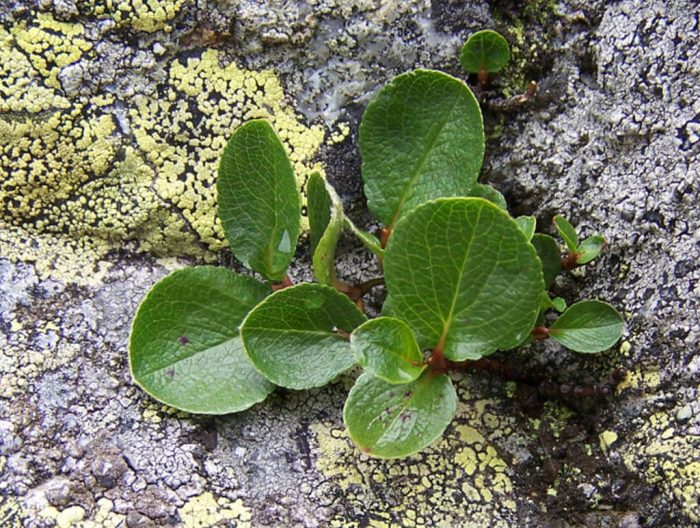 Salix Herbacea