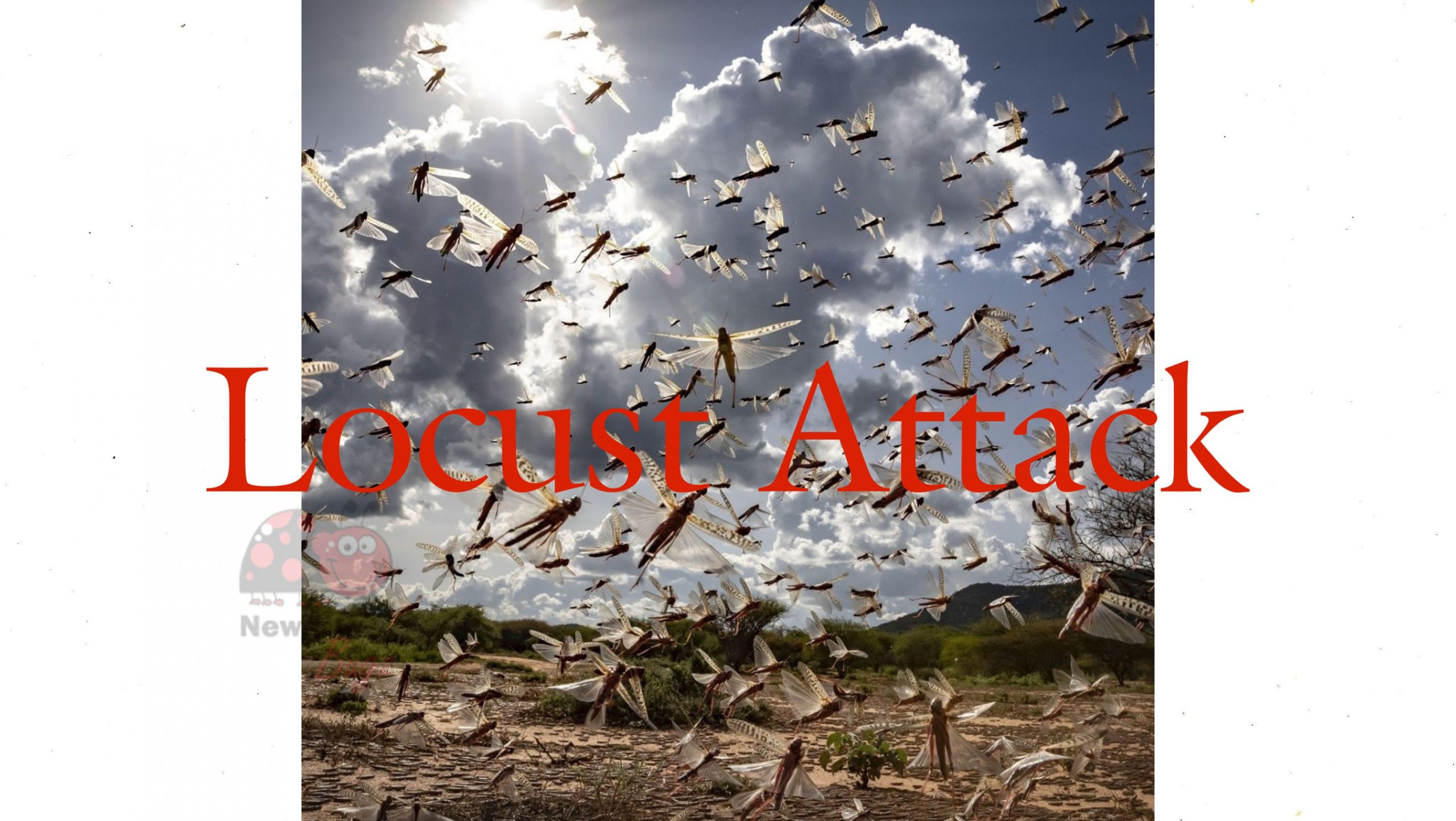 Locust Attack News